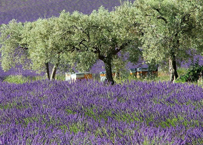 Le Jardin De Celina Bed & Breakfast Valensole